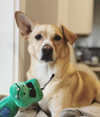 Charming Pet Bottle Bros Toy