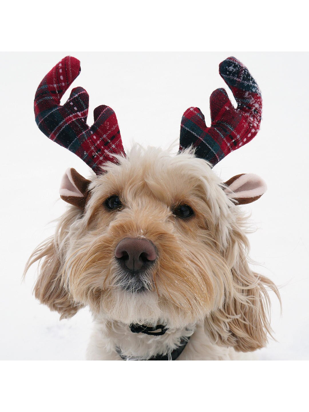 Tartan Reindeer Antlers