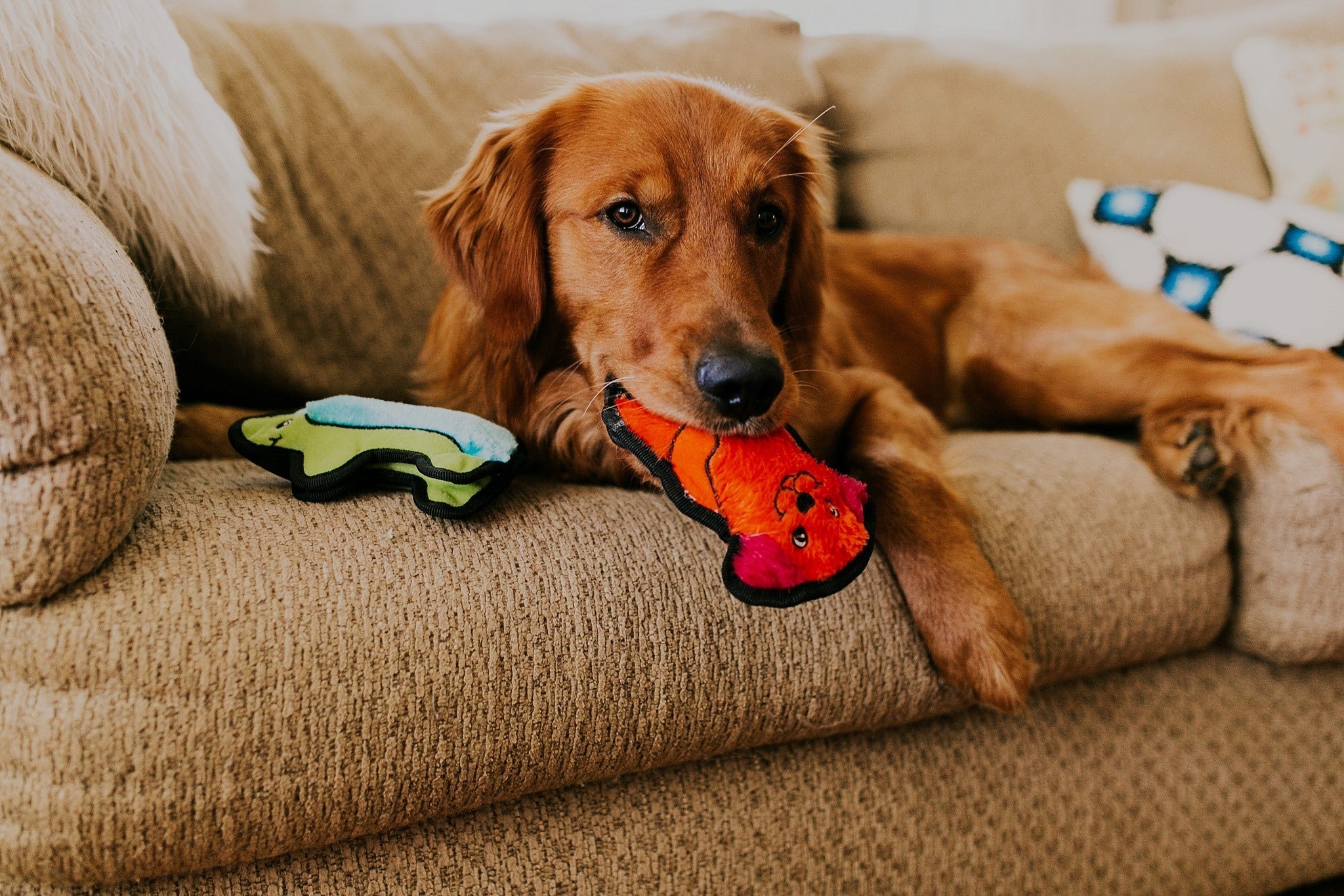 Outward Hound Durablez Mini Dog
