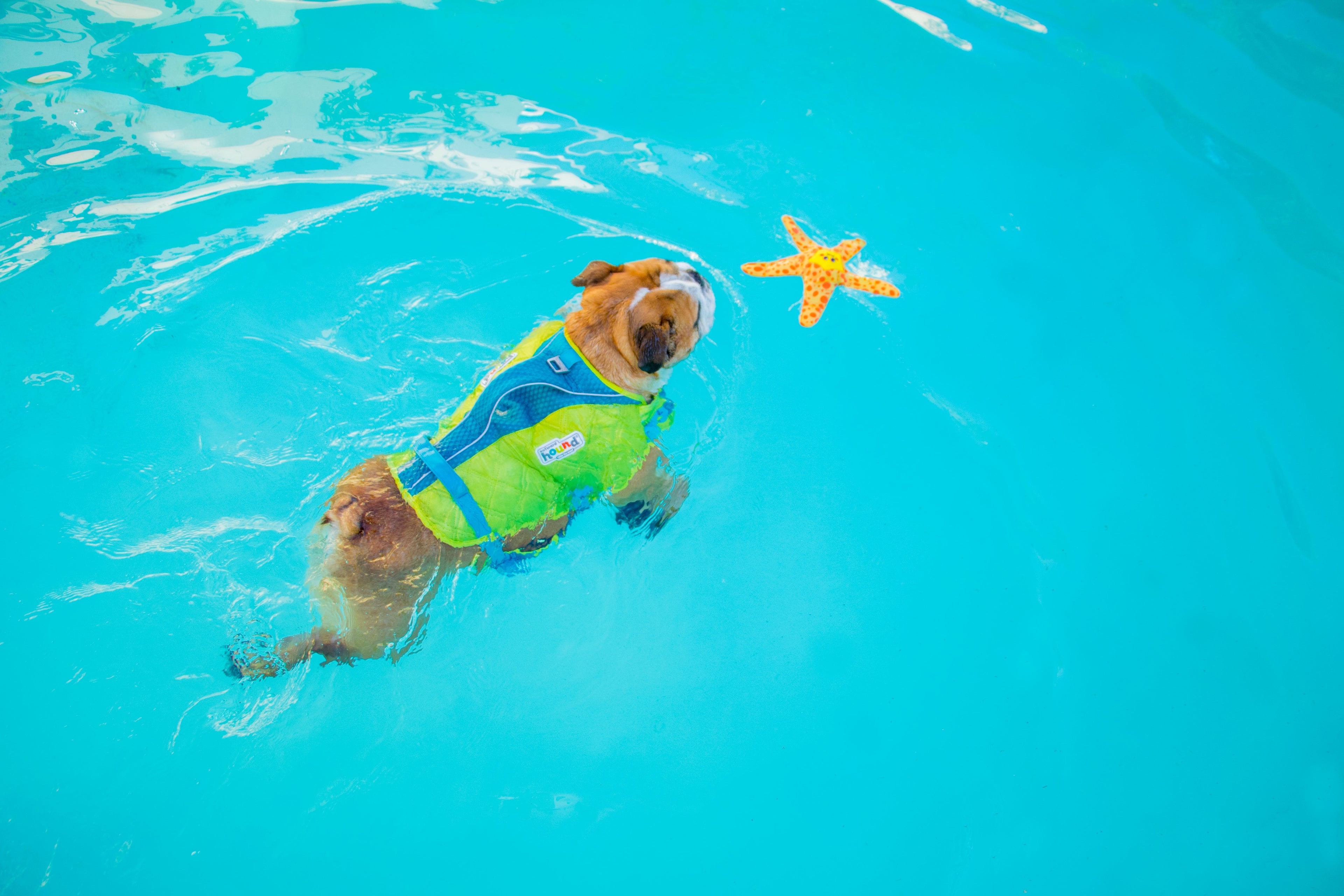 Floatiez Starfish