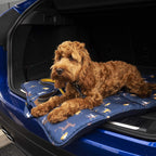Dog Walking Kit - Blue