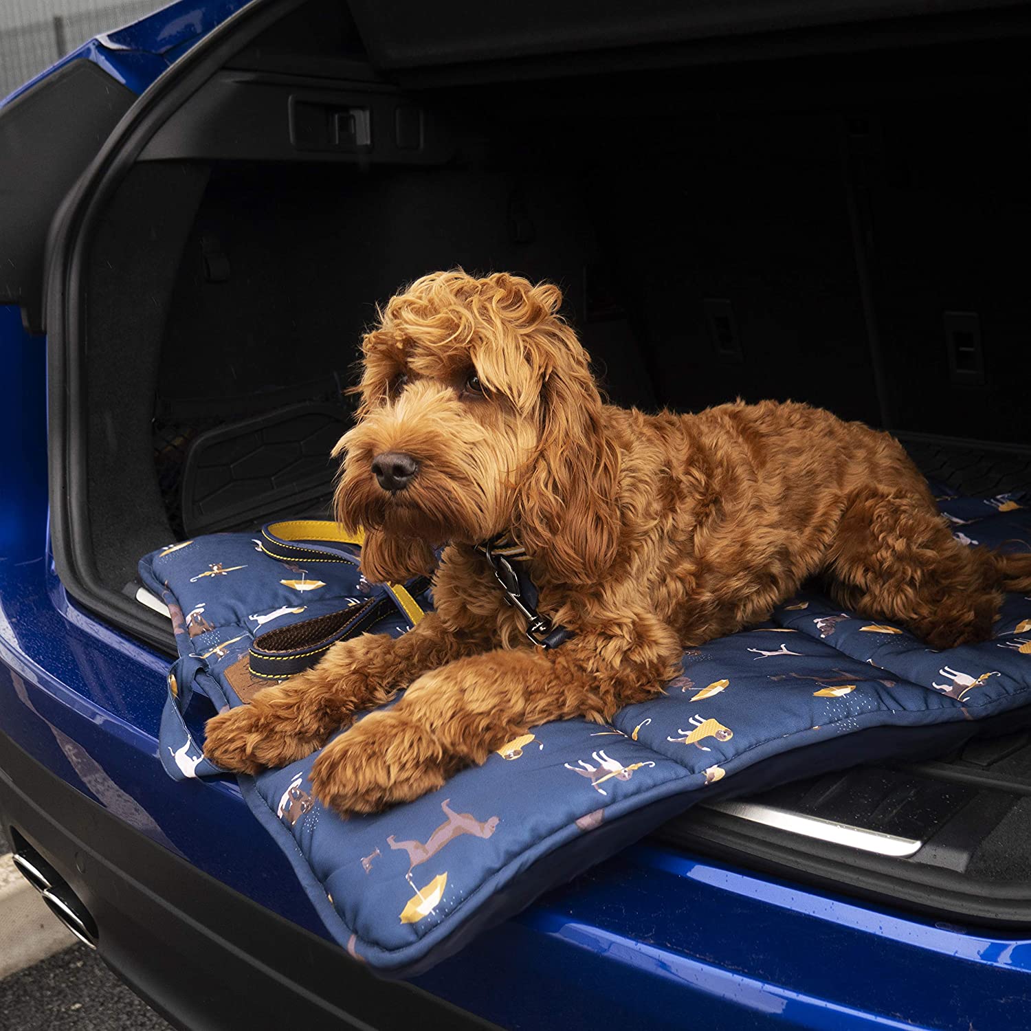 Dog Walking Kit - Blue
