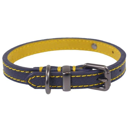 Dog Walking Kit - Blue