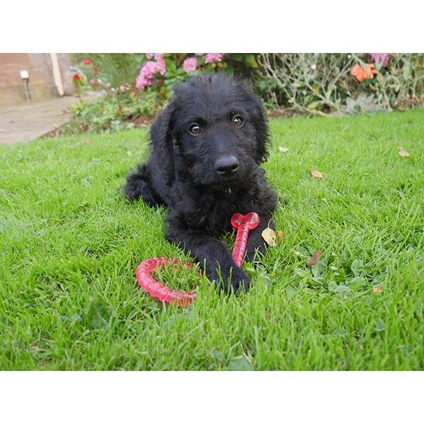 Rosewood BioSafe Puppy Toy Set Pink
