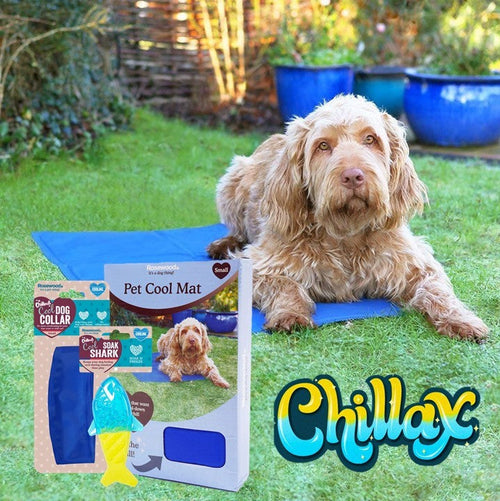 Chillax Cooling Kit (/Medium/Large) for dogs and pet-parent routines