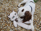 Grumpy Cat Floppy Plush Cat/Toy