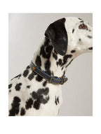 Dog Walking Kit - Blue