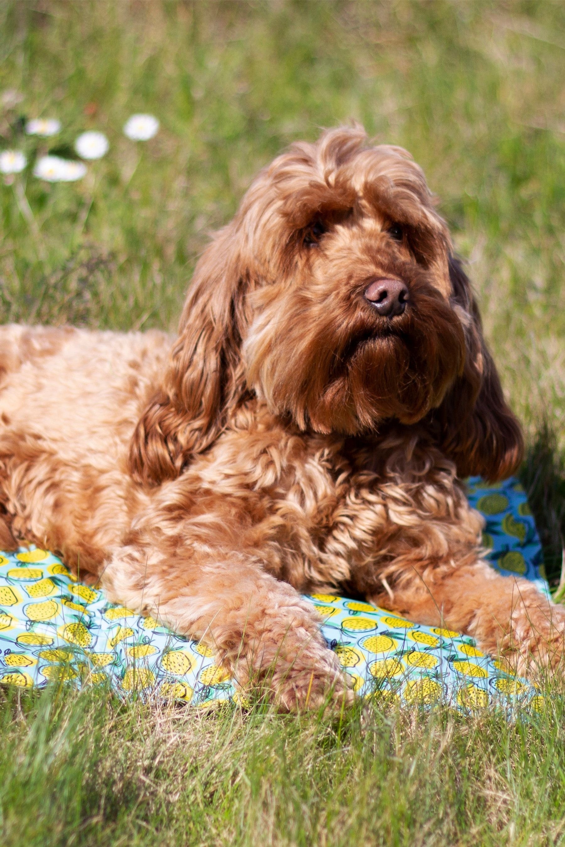 Rosewood Lemon Print Rectangular Pet Cool Mat