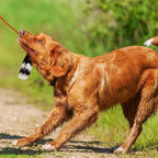 OWH124_Outward Hound_Tail Teaser Wand