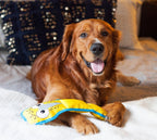 OWH67_Outward Hound_Fire Biterz Blue Footed Boobie 3 Squeaker