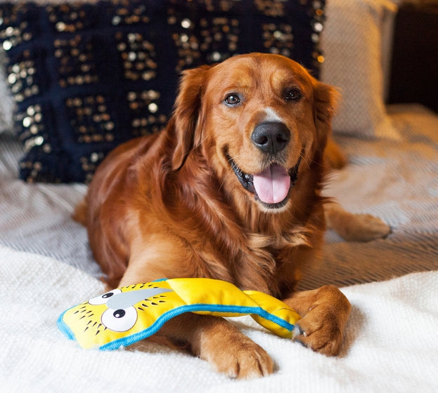 OWH67_Outward Hound_Fire Biterz Blue Footed Boobie 3 Squeaker