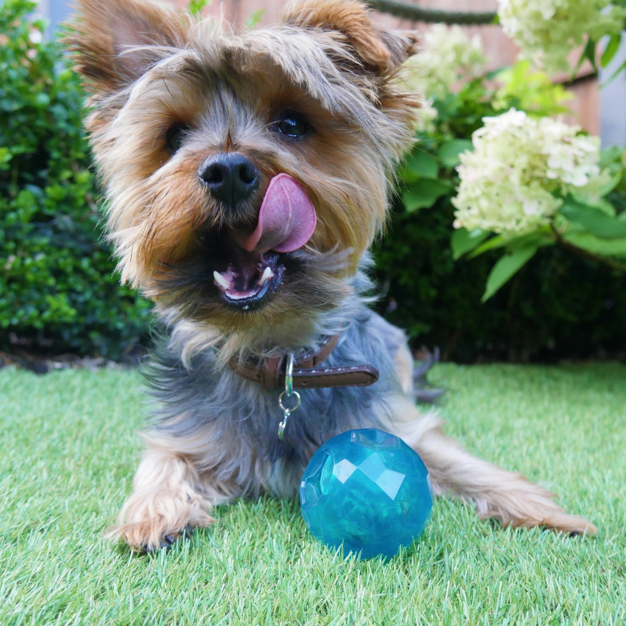 RWD05_Rosewood_BioSafe Puppy Treat Ball