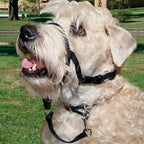 Rosewood Coastal Head Halter for dogs and pet-parent routines
