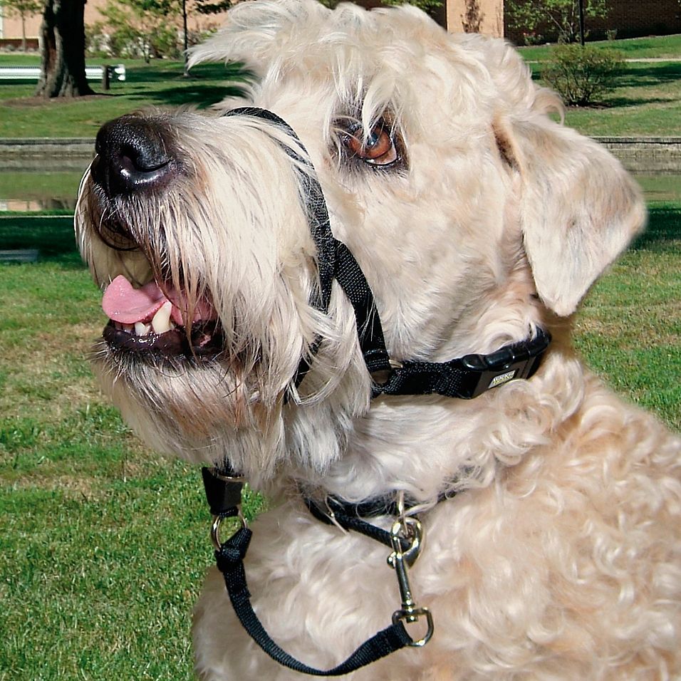 Rosewood Coastal Head Halter for dogs and pet-parent routines