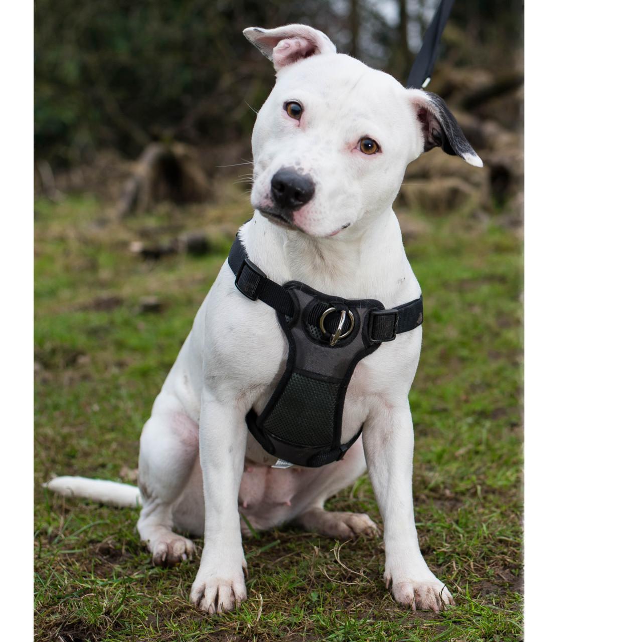 Rosewood Coastal Front-Connect Padded Harness for dogs and pet-parent routines