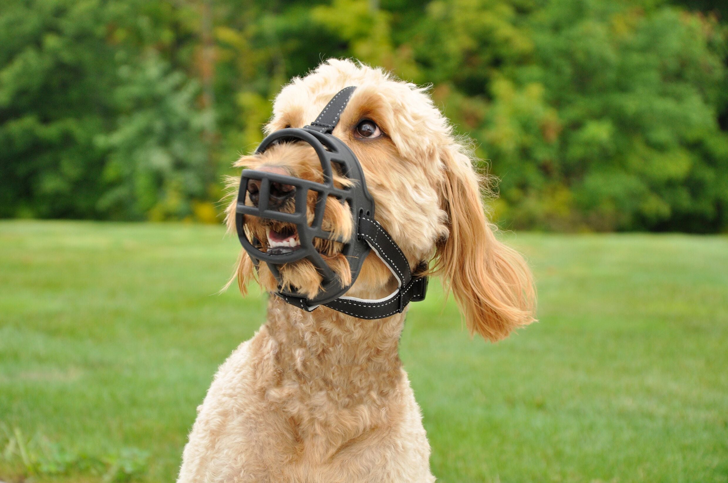 Rosewood Soft Basket Muzzle for dogs and pet-parent routines
