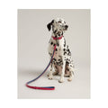 Rosewood Joules Pink Leather Dog Lead for dogs and pet-parent routines