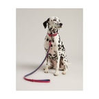 Rosewood Joules Pink Leather Dog Lead for dogs and pet-parent routines
