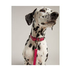 RWD198_Rosewood_Joules Pink Leather Dog Lead