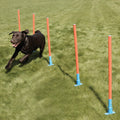 The Rosewood Dog Agility Slalom for dogs and pet-parent routines