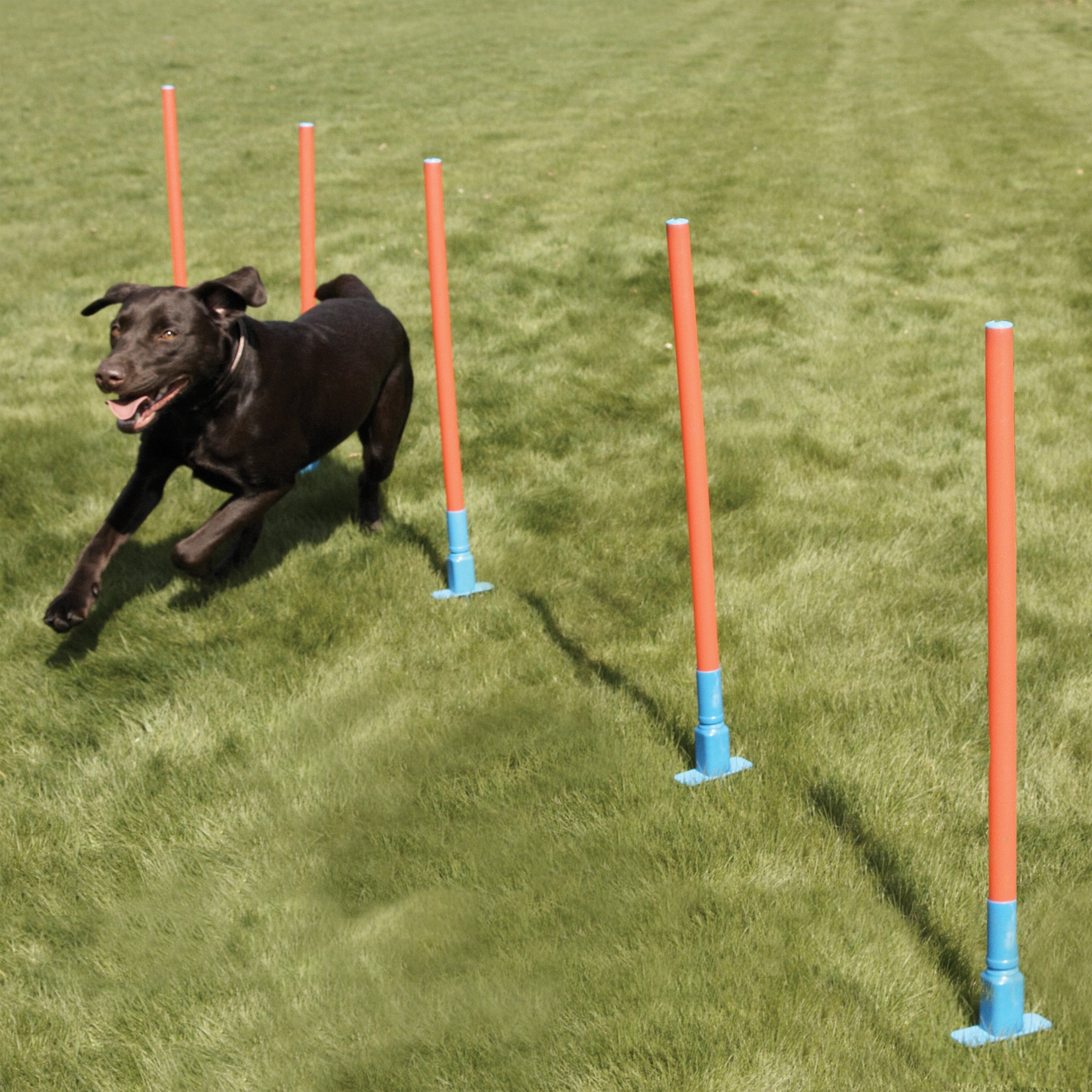 The Rosewood Dog Agility Slalom for dogs and pet-parent routines