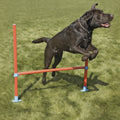 The Rosewood Dog Agility Hurdle for dogs and pet-parent routines