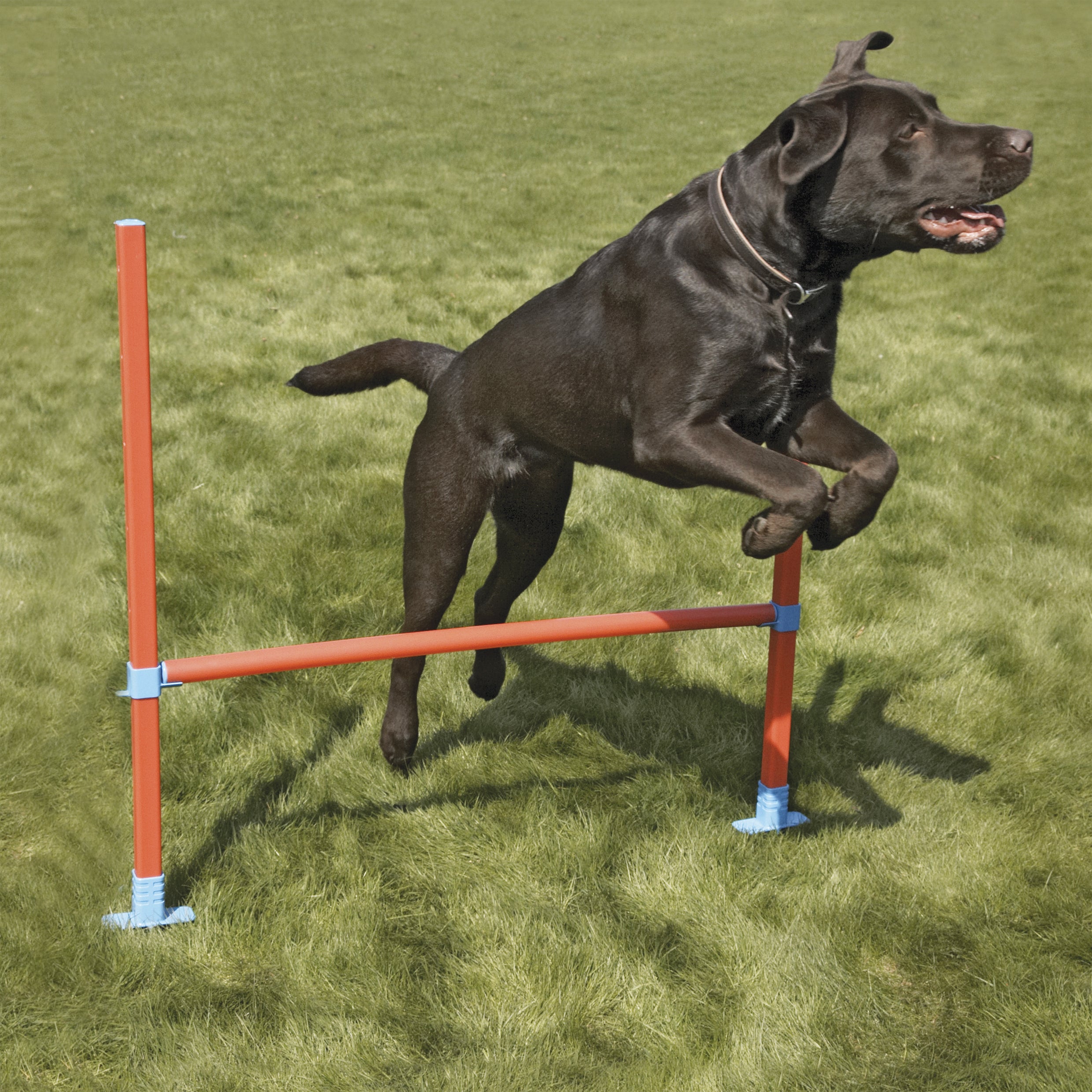 The Rosewood Dog Agility Hurdle for dogs and pet-parent routines