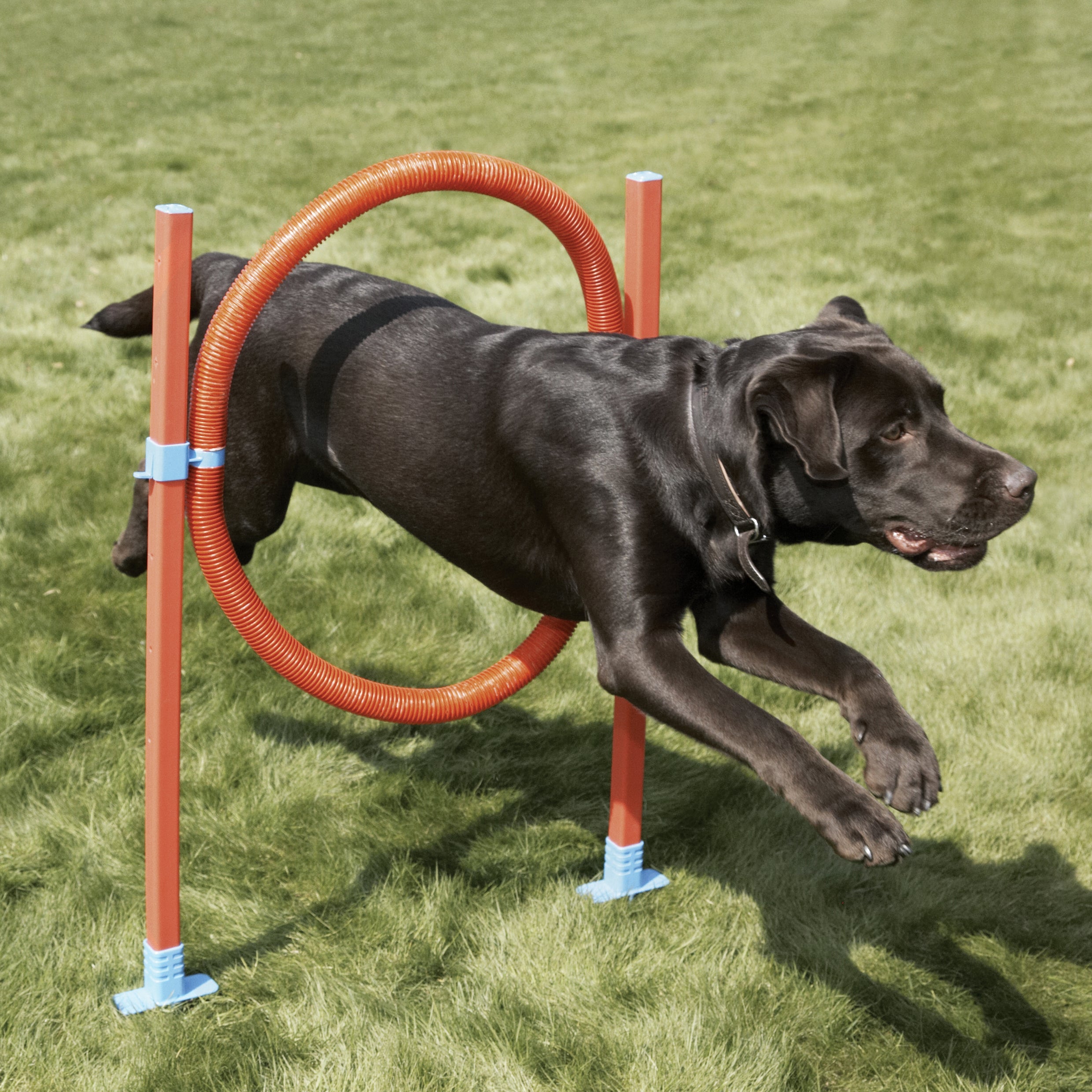 The Rosewood Dog Agility Hoop Jump for dogs and pet-parent routines