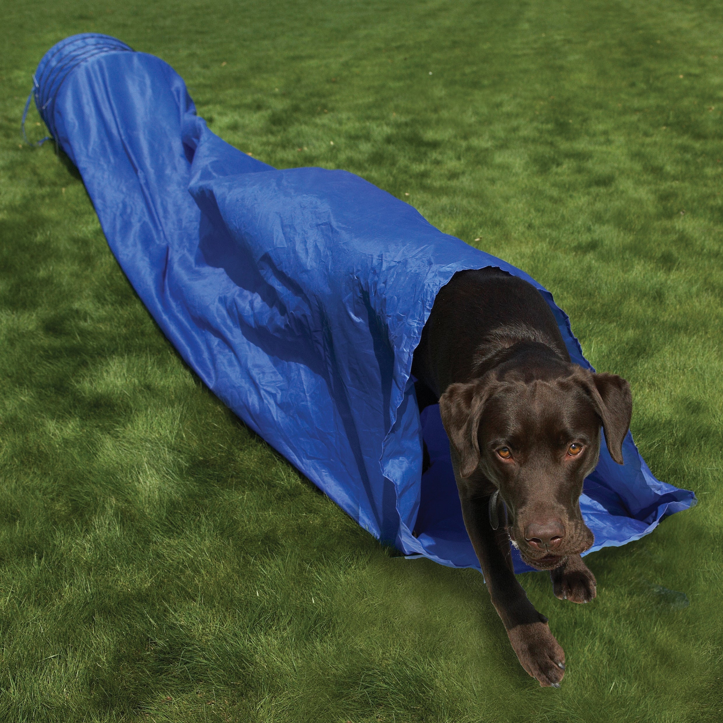 The Rosewood Dog Agility Tunnel for dogs and pet-parent routines