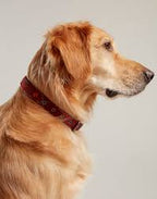 Rosewood Joules Heritage Tweed Leather Dog Collars for dogs and pet-parent routines