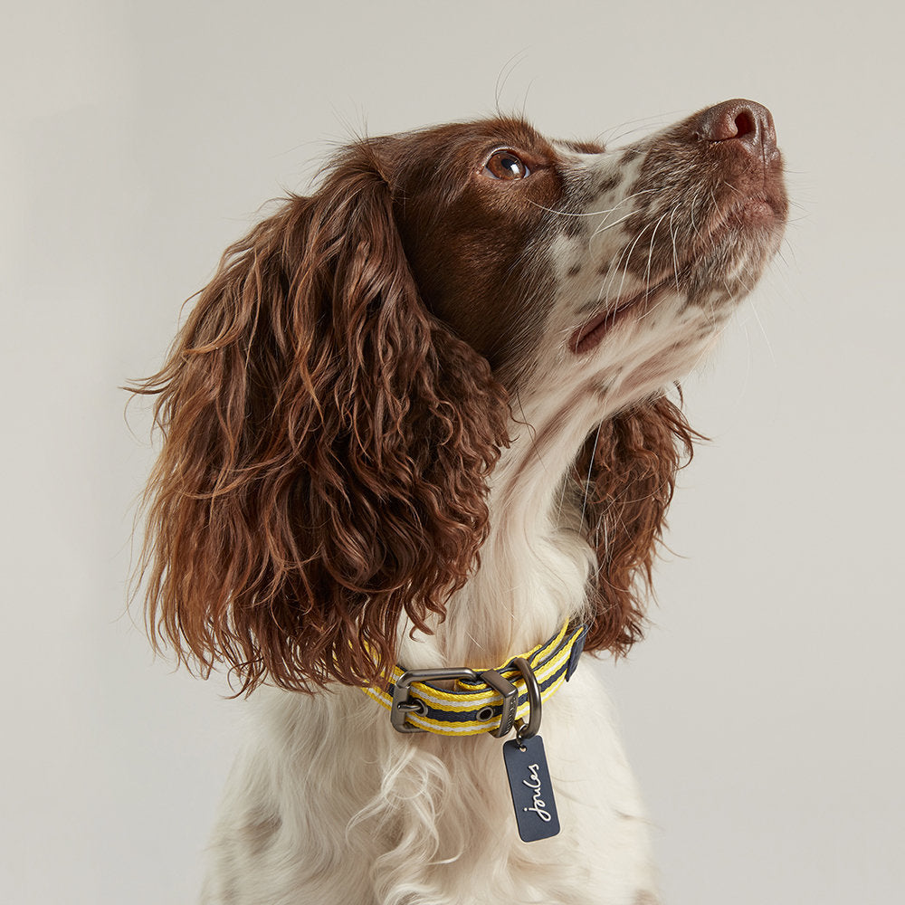 Rosewood Joules Navy Coastal Dog Collars for dogs and pet-parent routines