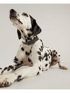 Rosewood_Joules Navy Leather Dog Collars