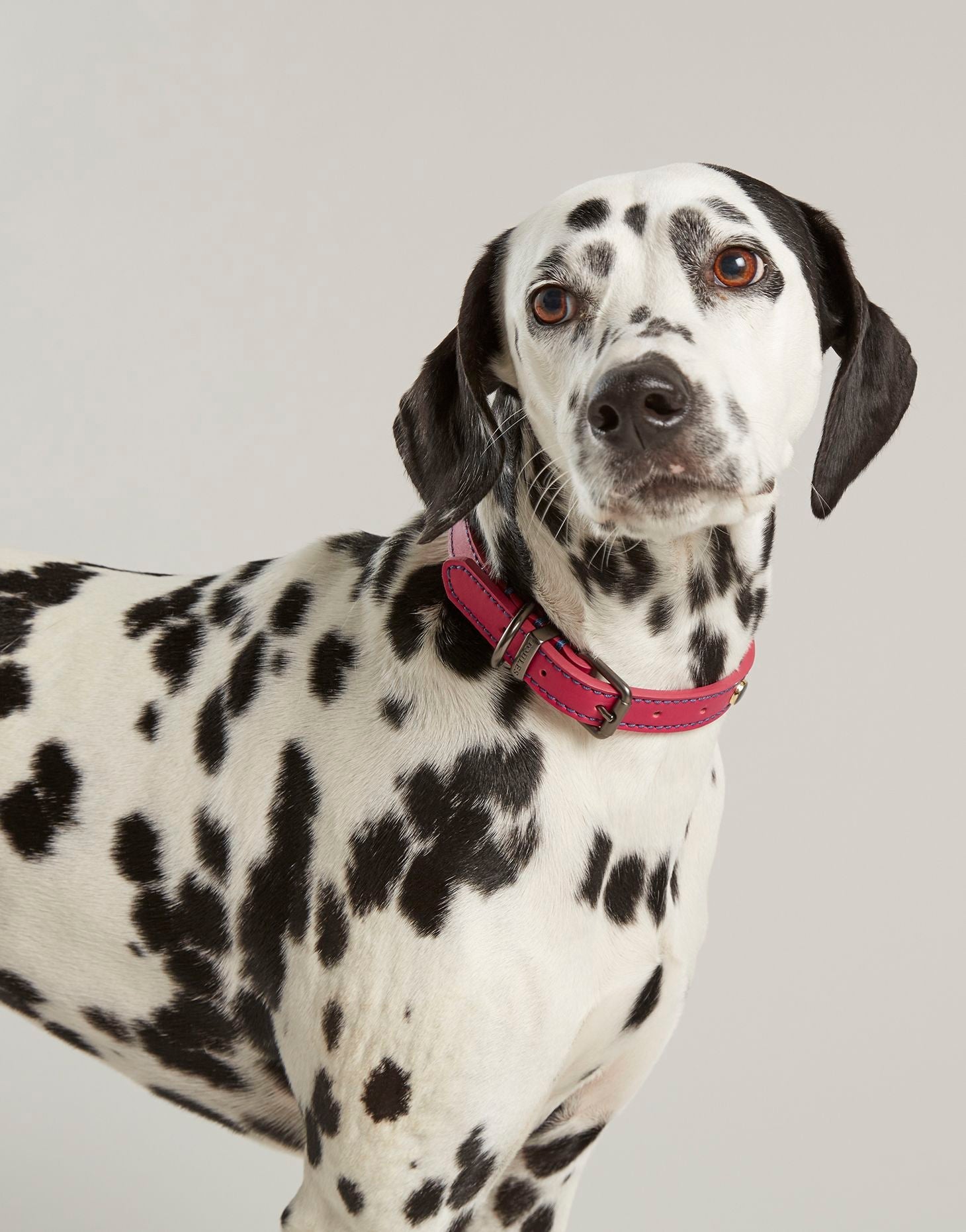 Rosewood Joules Pink Leather Dog Collars for dogs and pet-parent routines