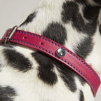 Rosewood_Joules Pink Leather Dog Collars