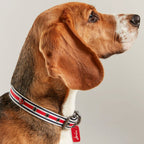 Rosewood & Joules Striped Dog Collars for dogs and pet-parent routines