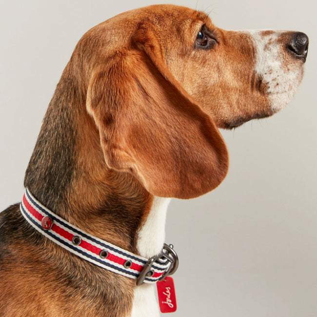 Rosewood & Joules Striped Dog Collars for dogs and pet-parent routines
