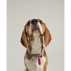 Rosewood_Joules Striped Dog Collars