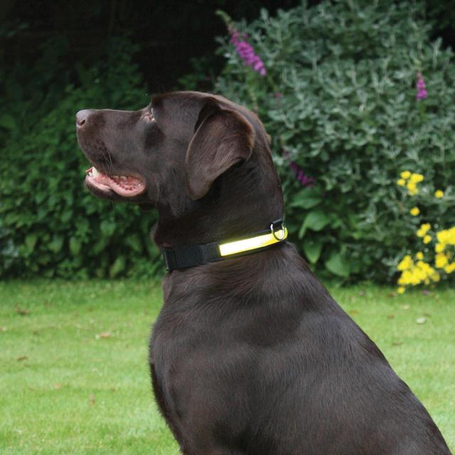 Premium Flashing Collar for dogs and pet-parent routines