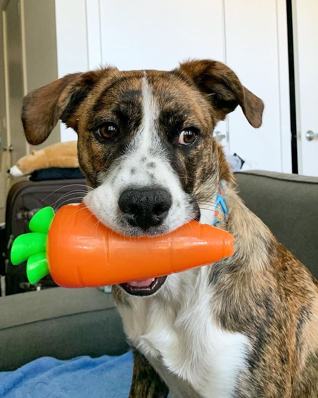 TOYD129_Petstages_Crunch Veggies Carrot