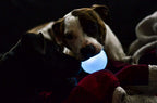 TOYD147_Pet Stages_Planet Dog_Orbee-Tuff Strobe Ball White