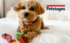 TOYD60_Petstages_Mini Chew Starter Pack