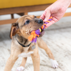 TOYD60_Petstages_Mini Chew Starter Pack