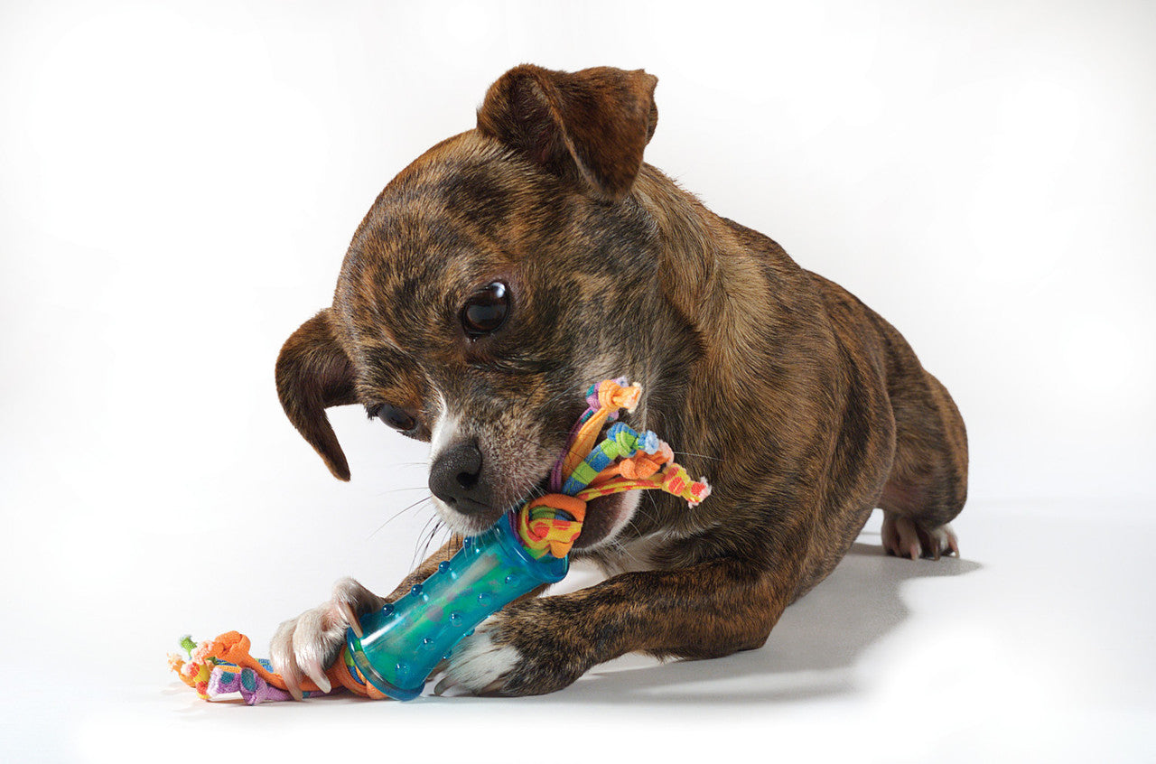 TOYD66_Petstages_Mini Dental Chew Pack