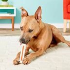TOYD79_Outward Hound_Petstages_Beyond Bone