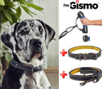 Dog Walking Kit - Blue for dogs and pet-parent routines
