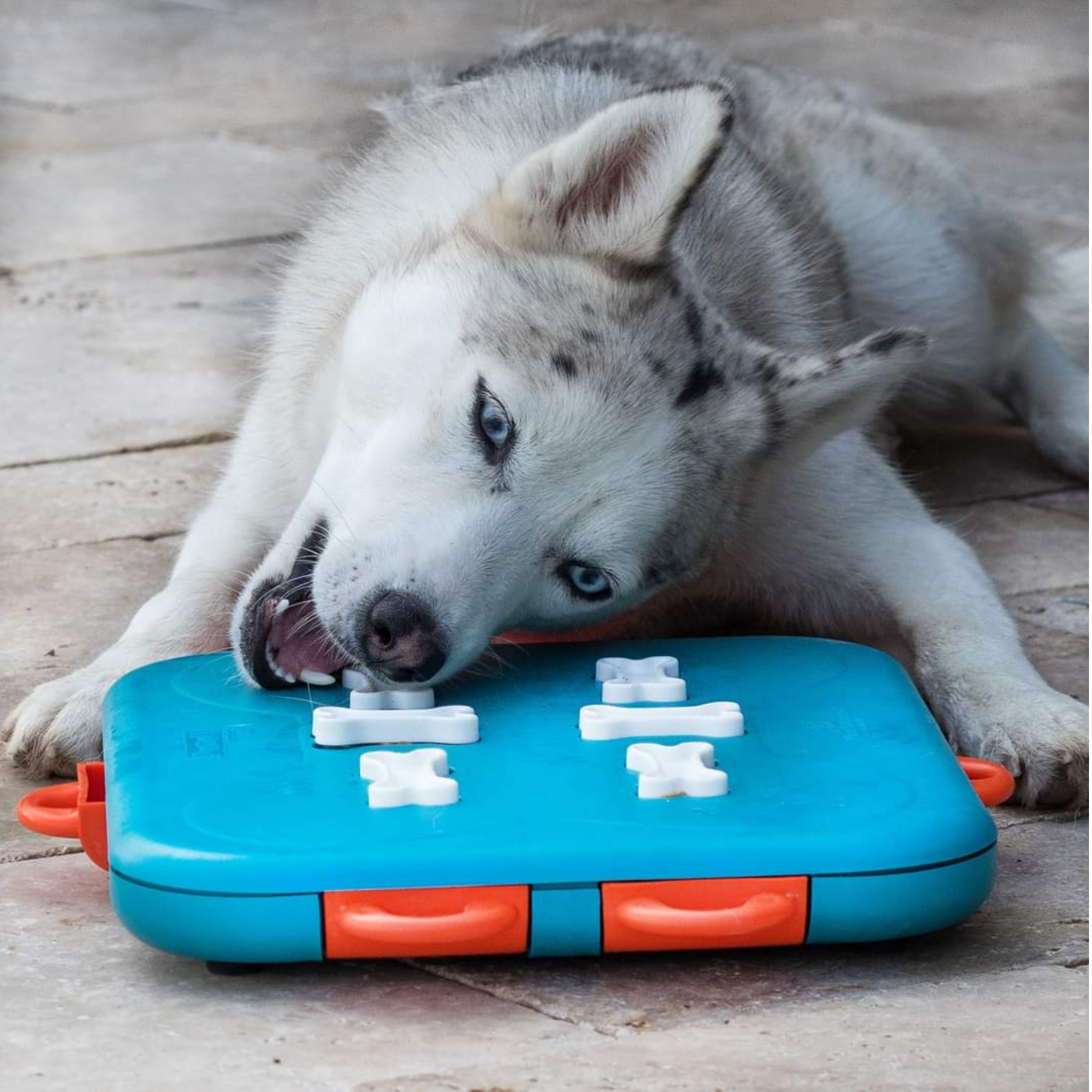 Nina Ottosson Dog Casino for Dogs