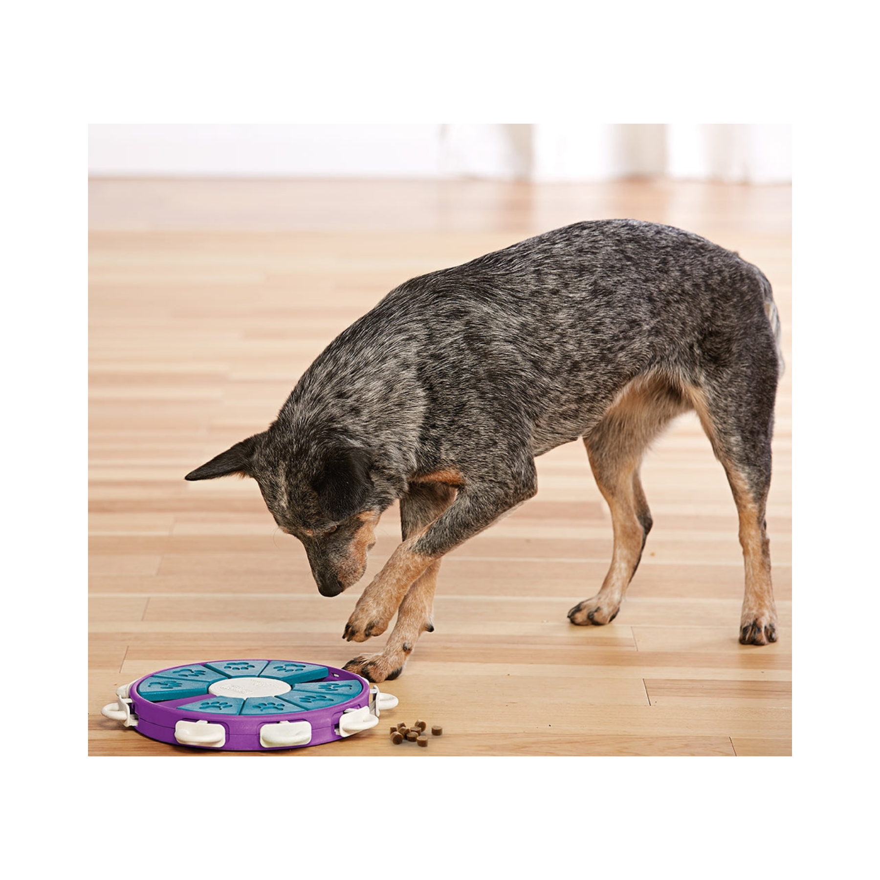 Nina Ottosson Dog Twister Puzzle for Dog Enrichment