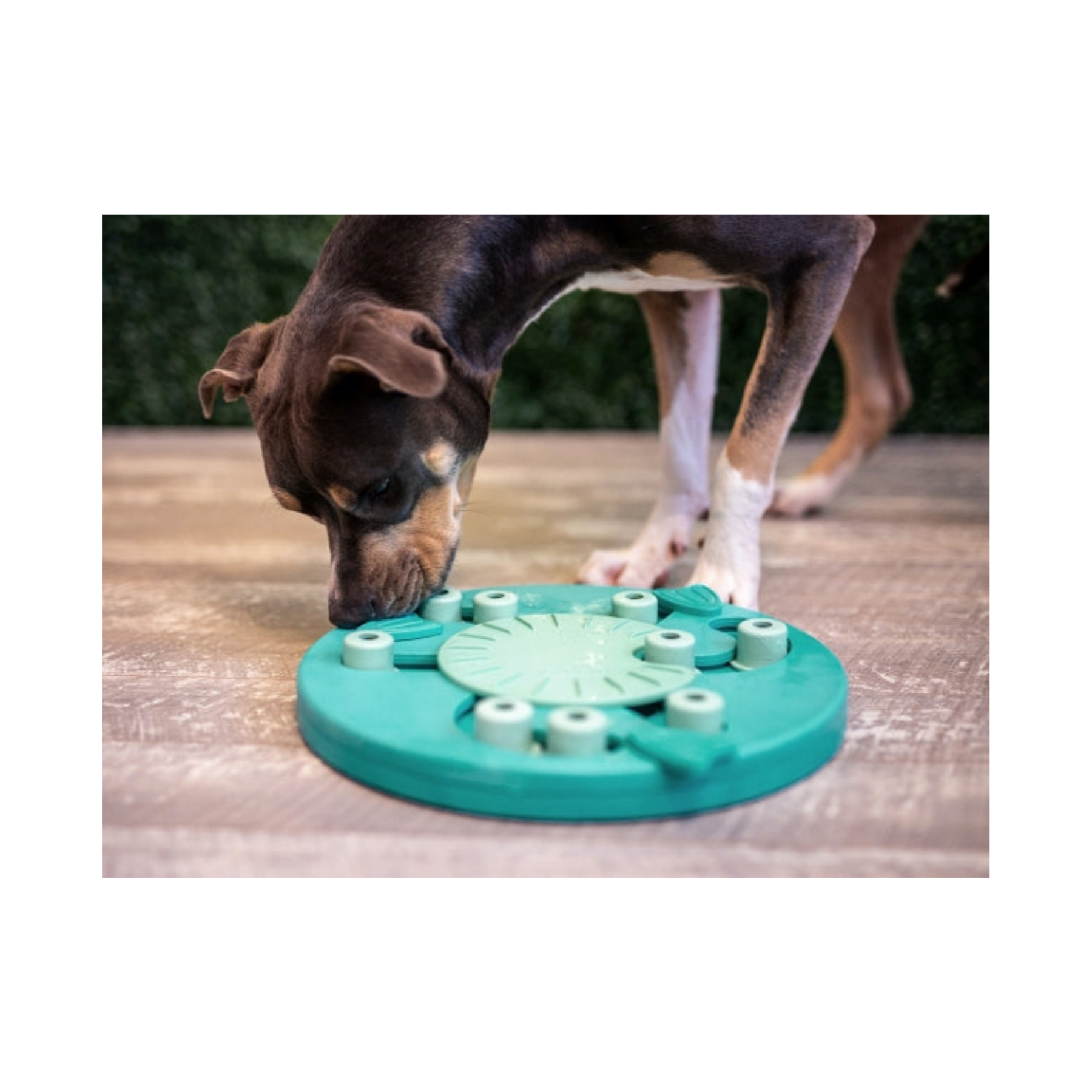 Nina Ottosson Dog Worker Green for Dogs