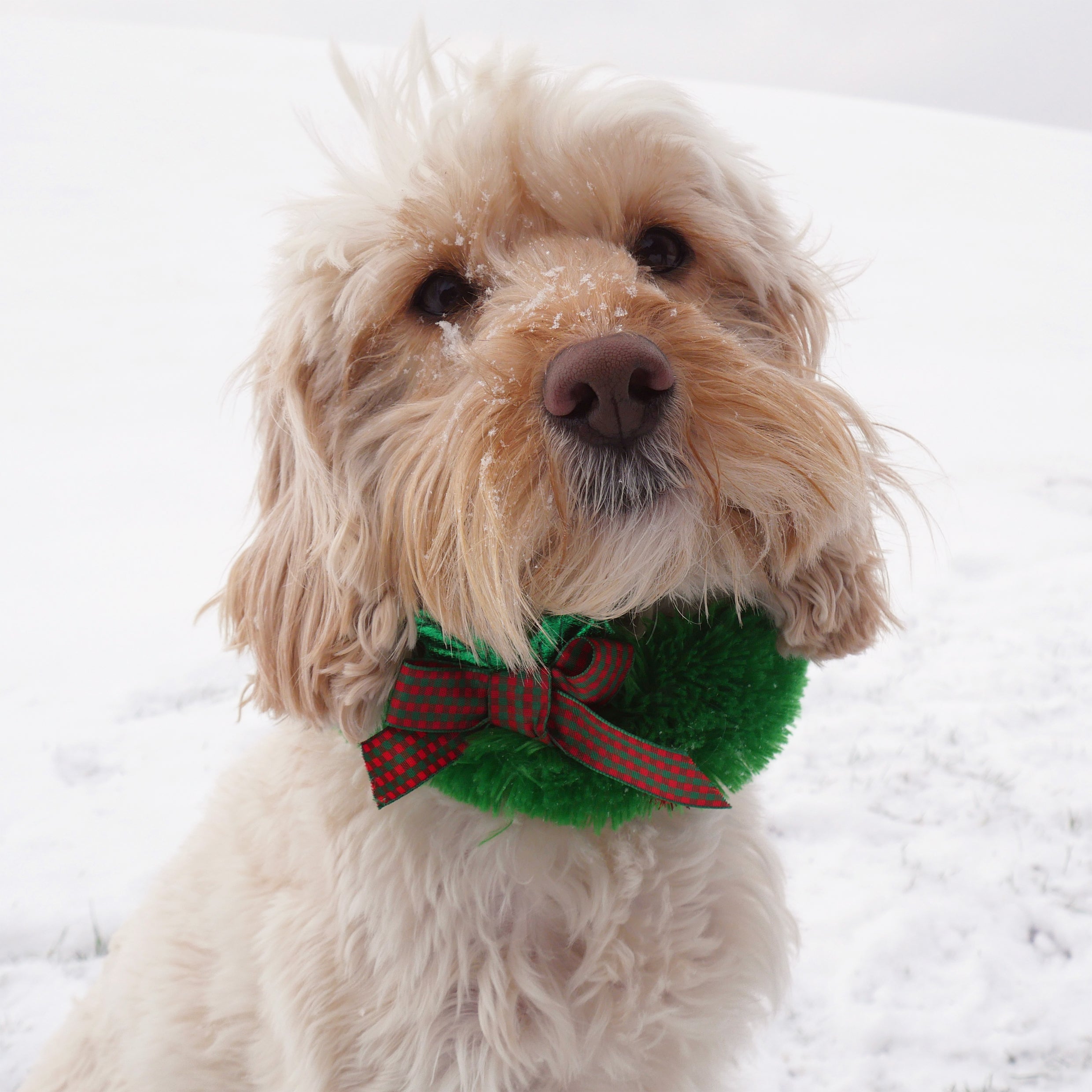 Party on Christmas Wreath